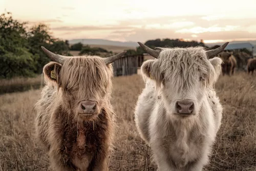  Highland Sisters 120x80cm